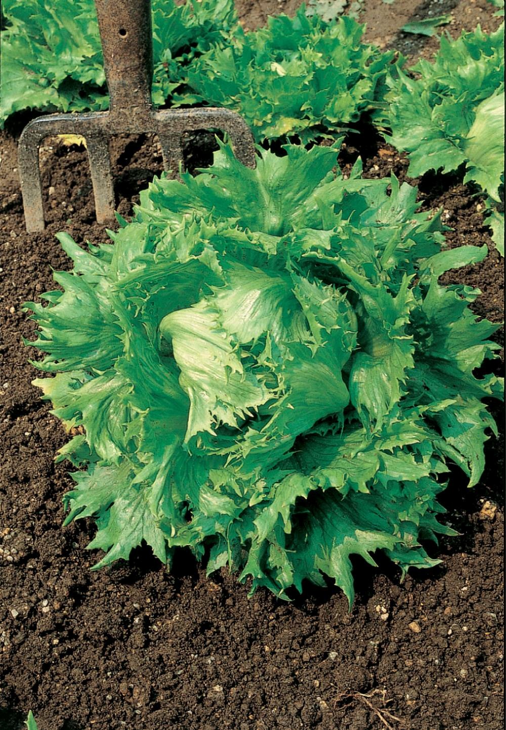 Laitue batavia beauregard - 3 g