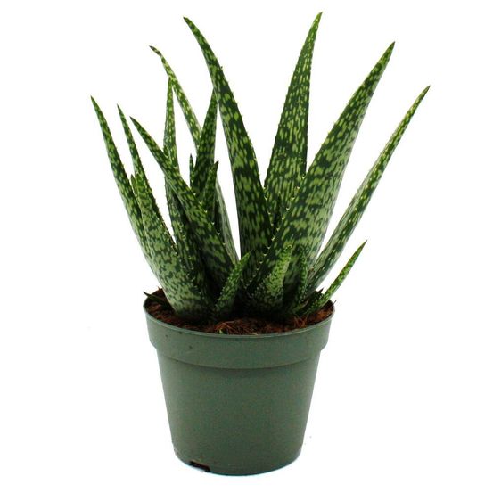 Aloe medivera meridian - nouvelle variété d'aloe vera - pot de 14cm - hauteur d'environ 30cm