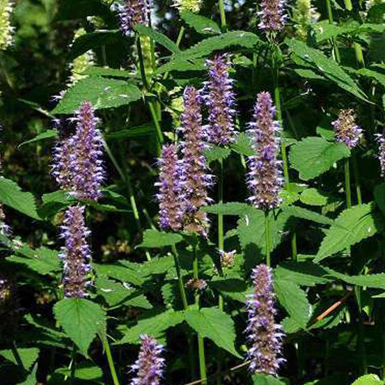 6 x agastache 'blue fortune' - agastache 'blue fortune' - godet 9cm x 9cm