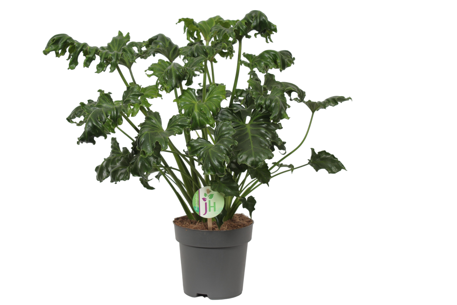 Plante d'intérieur - philodendron 'atlantis' 50.0cm