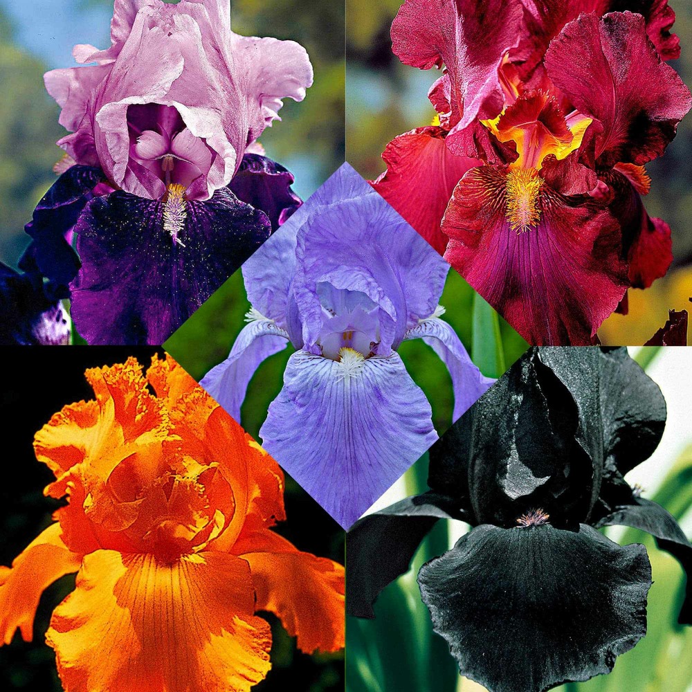 5 iris des jardins magic melange en mélange - le paquet de 5 racines nues
