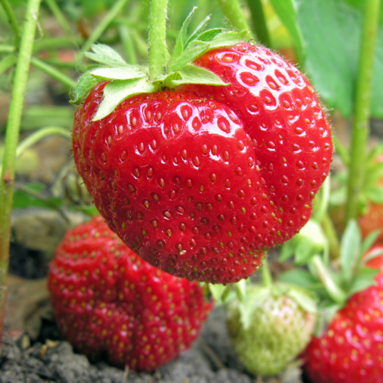 3 plants fraisier ciflorette motte 7cm