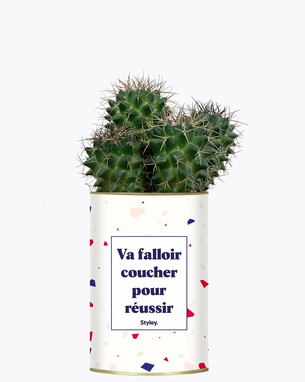 Plante à message - va falloir coucher pour réussir - cactus