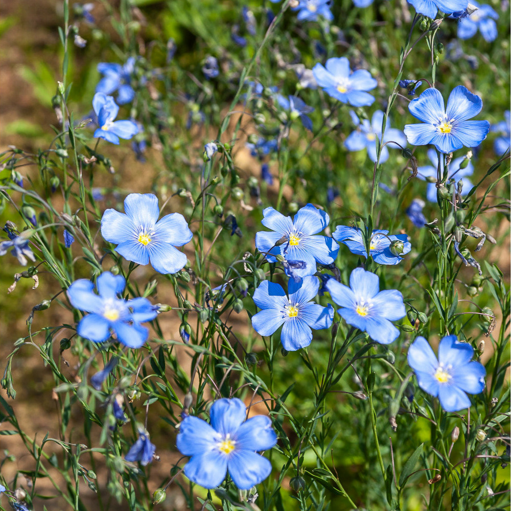 Lin vivace saphir - le pot / ø 9cm