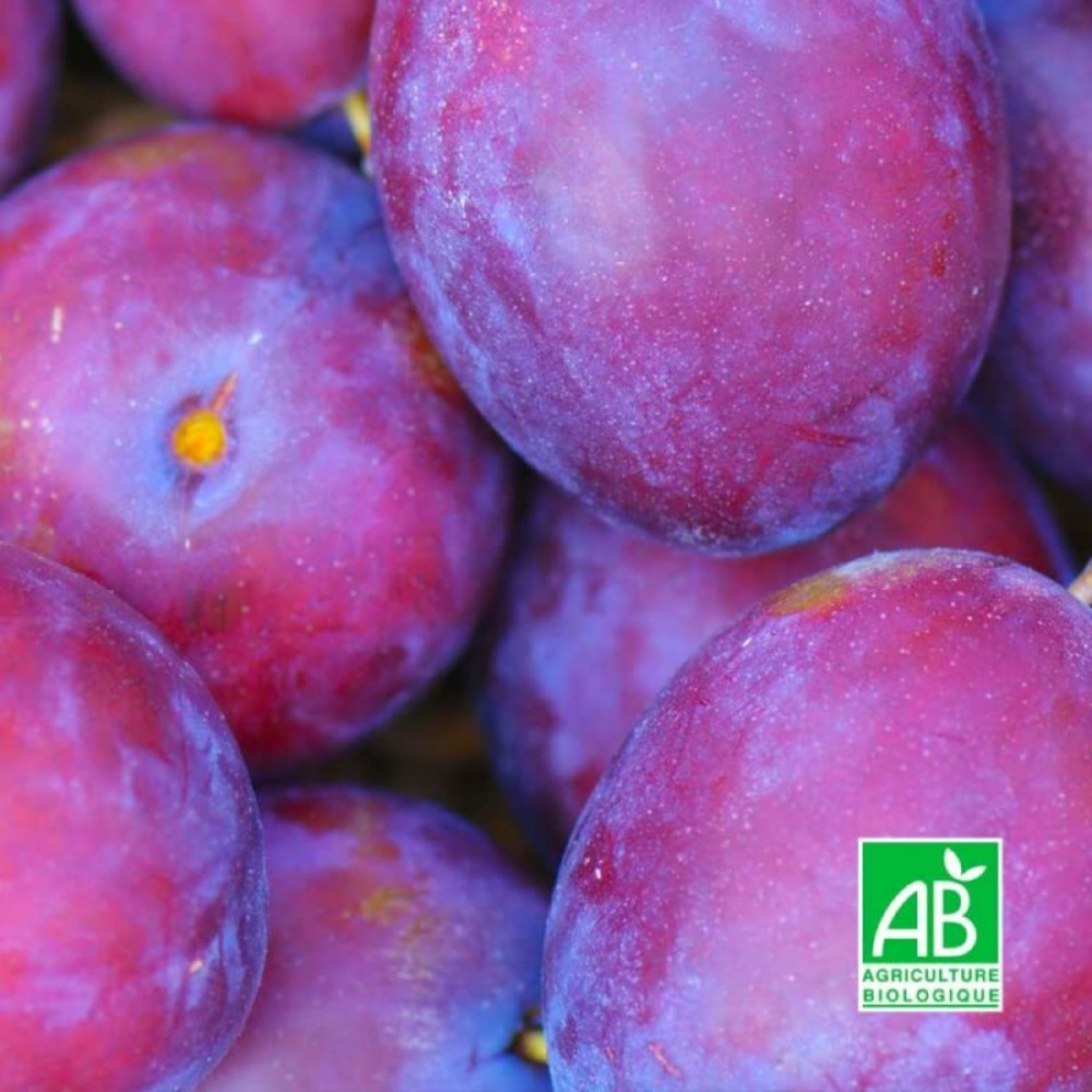 Prunier 'monsieur hatif' bio (prunus domestica 'monsieur hâtif')
