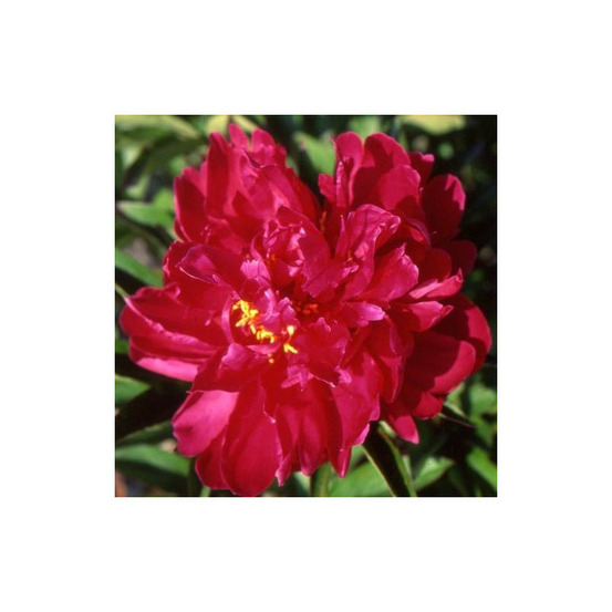 Pivoine herbacée agida pot de 2l - 10/20 cm