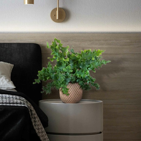 Fougère 'davana' - le pot / ø 12cm / hauteur livrée 25-30cm