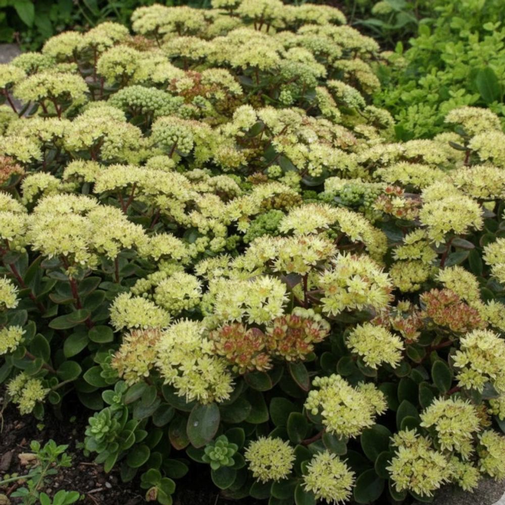 Orpin hab gray, sedum godet - 5/20 cm