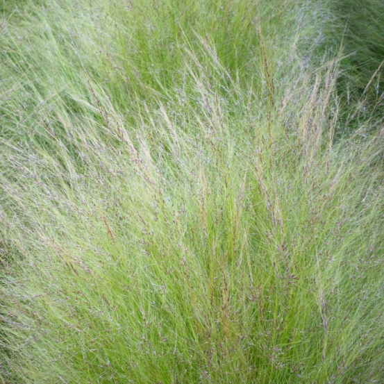 Stipe chevelu - stipa tenuissima 30/40 cm pot 3l