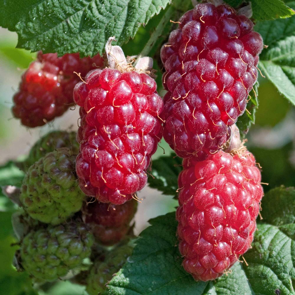 Mûre-framboise tayberry - la pièce en racine nue