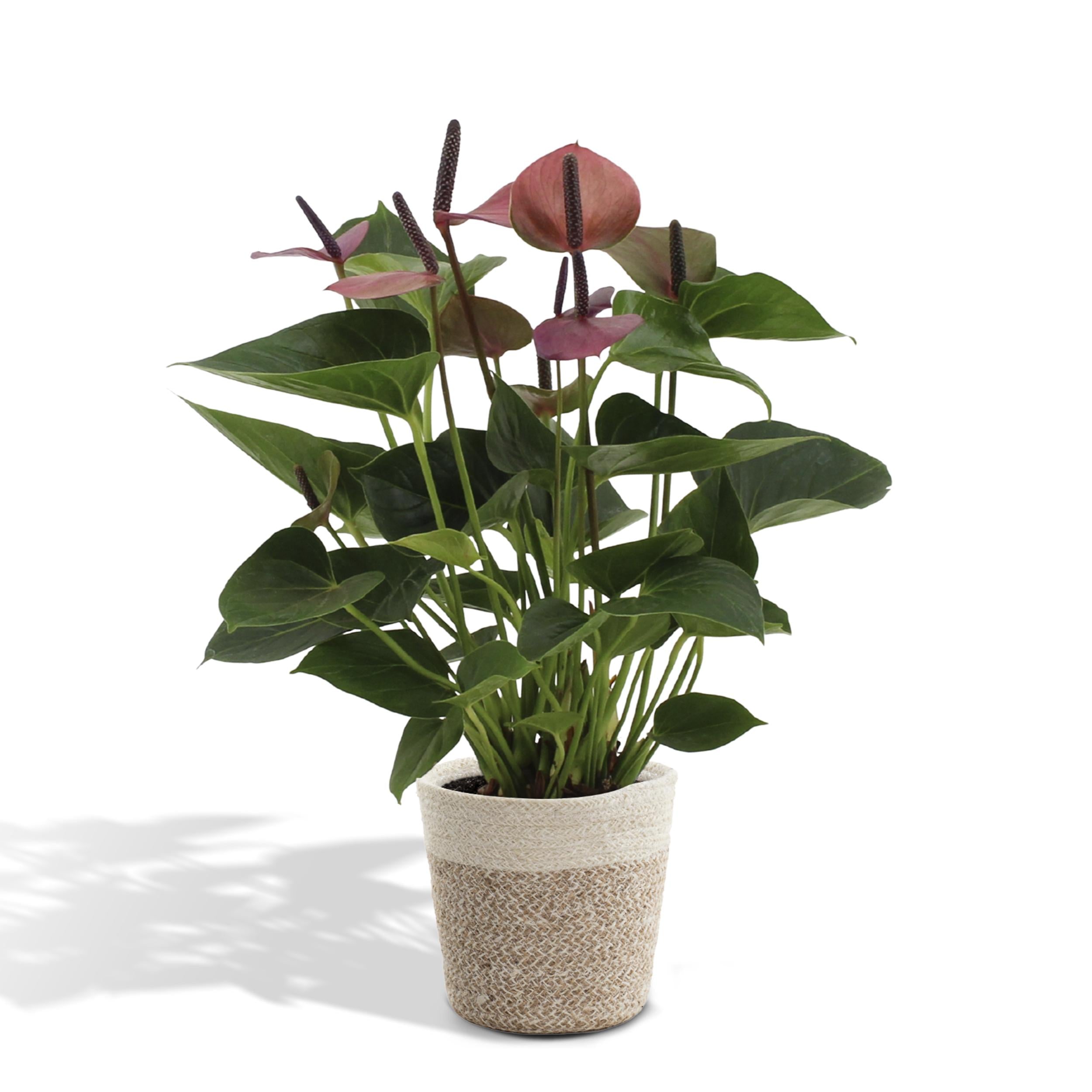 Plante d'intérieur - anthurium violet et son panier naturel blanc 50cm