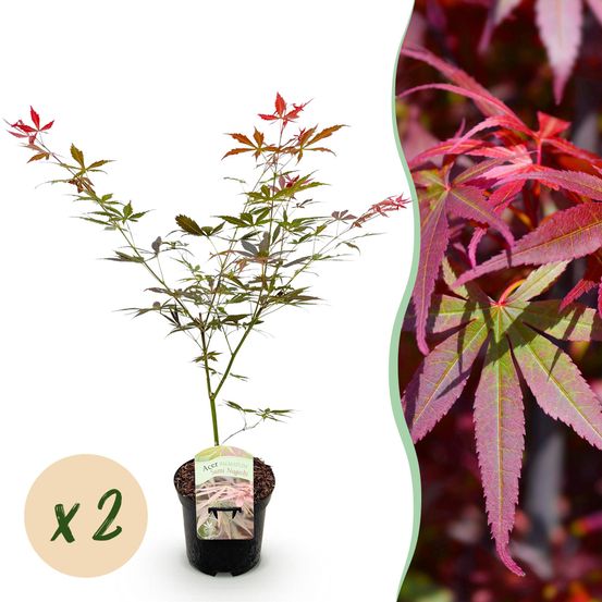 Érable du japon 'sumi-nagashi' - lot de 2 - pot 19 cm - hauteur 70 cm - plante d'extérieur