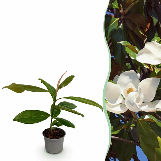 Magnolia grandiflora – lot de 1 – pot 12 cm – hauteur 30 cm