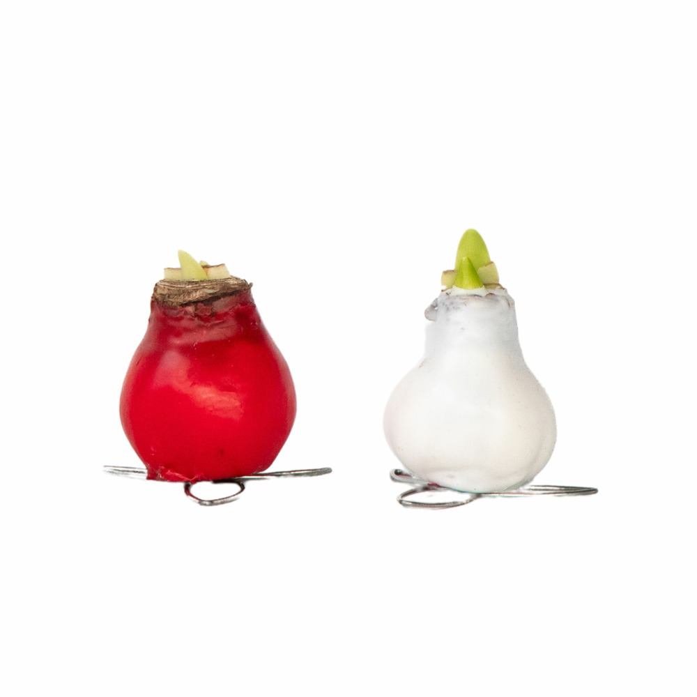 Amaryllis - hippeastrum 'wax mix red white' - bulbe de fleur - rouge