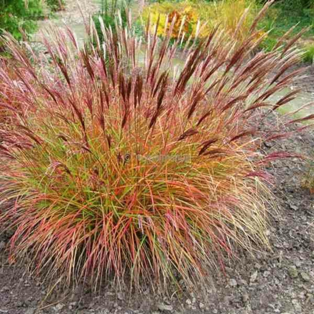 Miscanthus sinensis red chef (roseau de chine, eulalie) pot de 2 litres - 0/100 cm