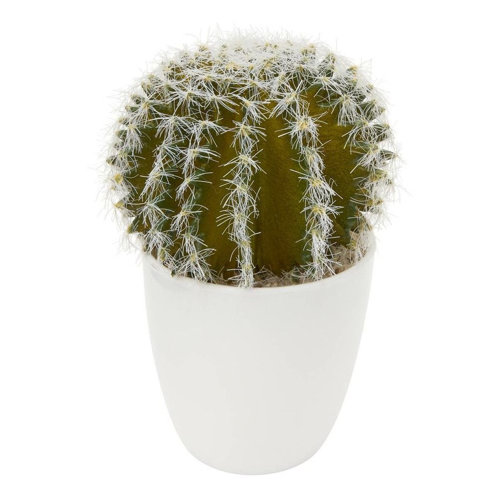 Plante succulente & cactus h18cm