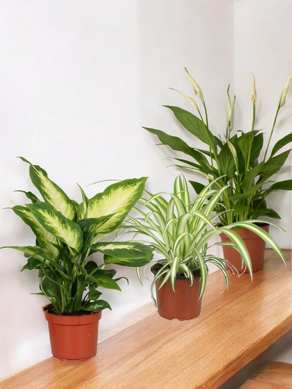 Trio de plantes dépolluantes