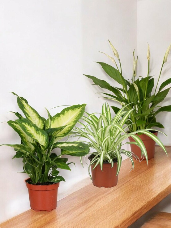 Trio de plantes dépolluantes