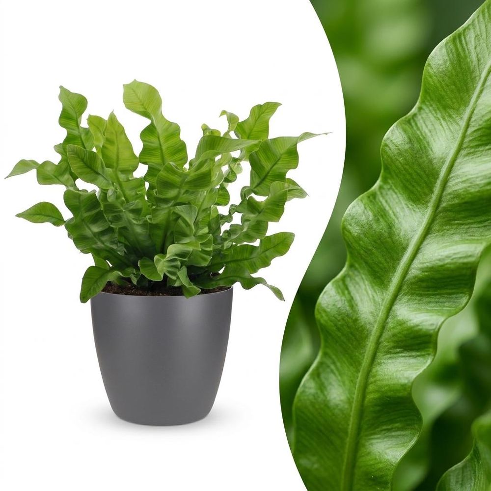 Asplenium crispy wave - fougère crispy wave - pot de 12cm