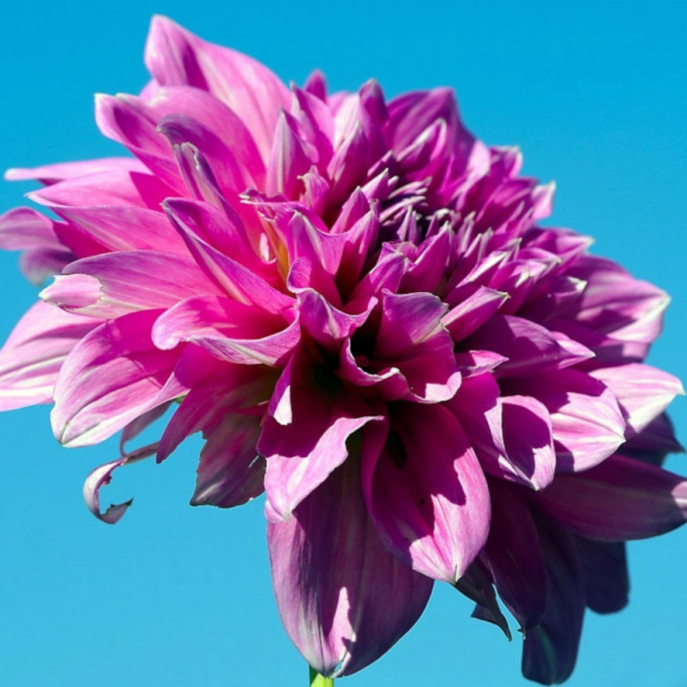 Bulbe de dahlia décoratif minouche sachet de 1 bulbe