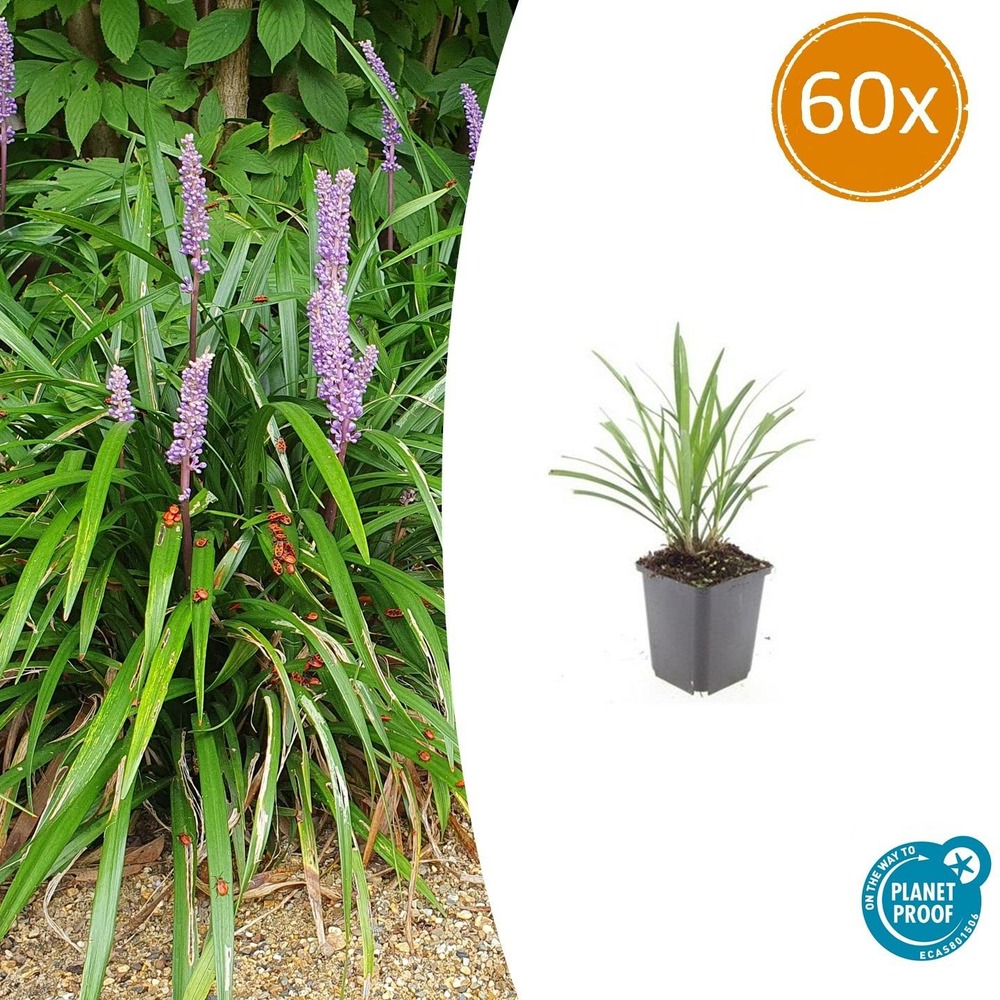 Ophiopogon - herbe aux turquoises 'ingwersen' x60 – entre 3,75 et 5m2