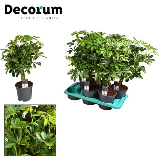 Schefflera compacta nora - h60 cm - ø17 cm