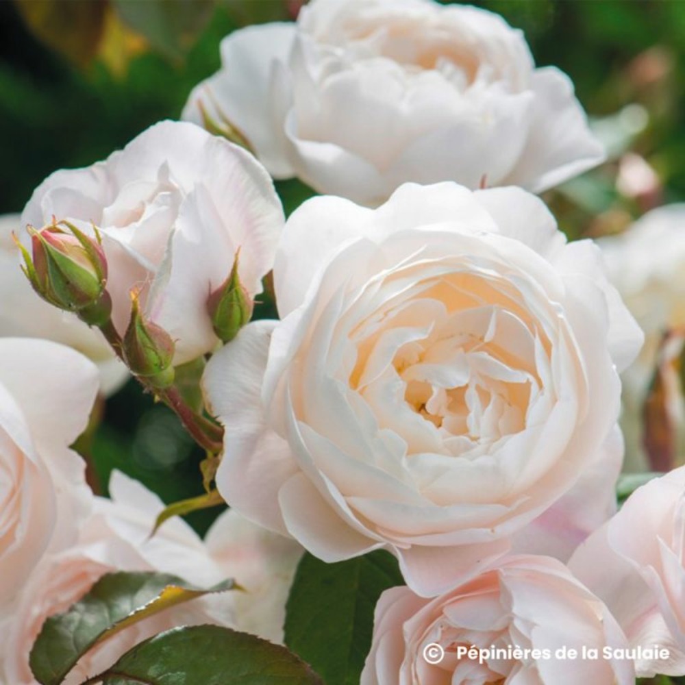 Rosier 'desdemona' ®