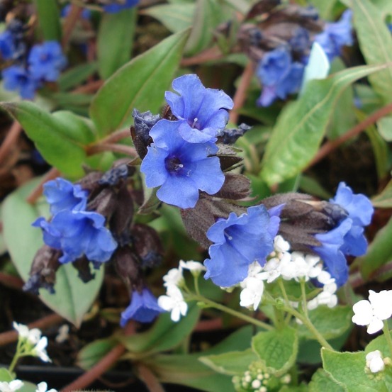 Pulmonaire 'blue ensign' pot de 2l/3l