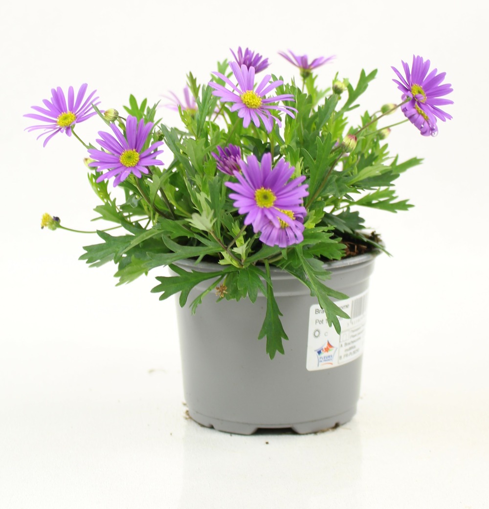 Brachycome pot 10,5 cm