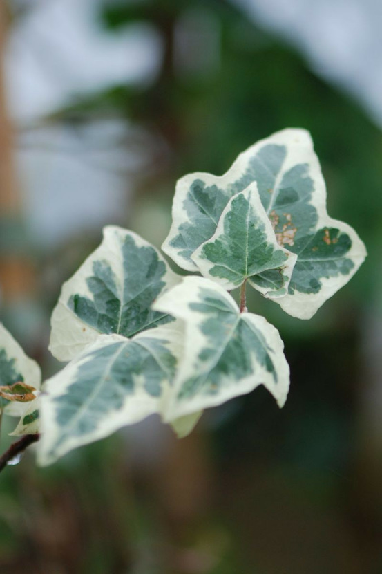 Lierre little diamond' - en pot de 3 litres