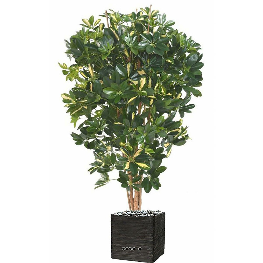 Superbe schefflera artificiel en pot multitroncs h 110 cm vert-jaune - dimhaut: