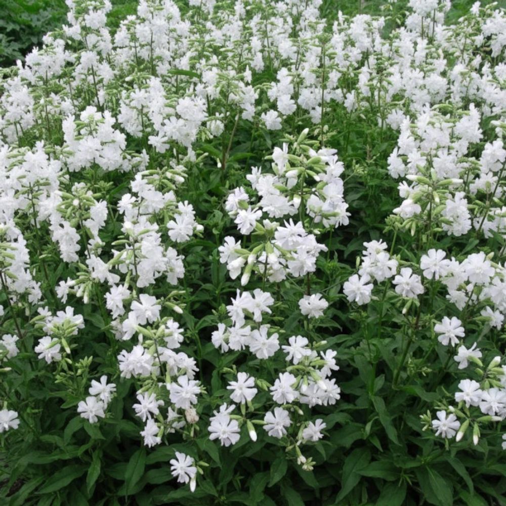 Saponaire alba plena lot de 3 godets
