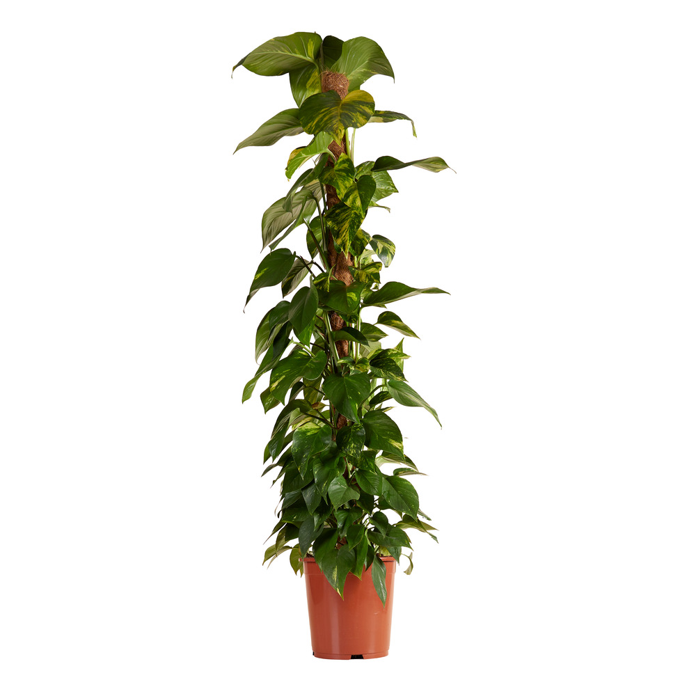 Epipremnum aureum avec tuteur mousse - xxl - 140-160 cm - pot 27 cm