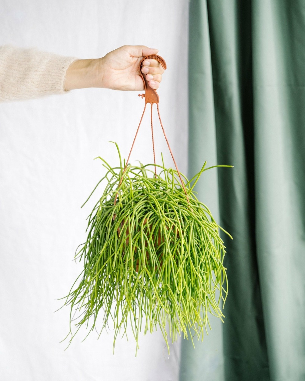 Rhipsalis shaferi 60cm - plante d'intérieur