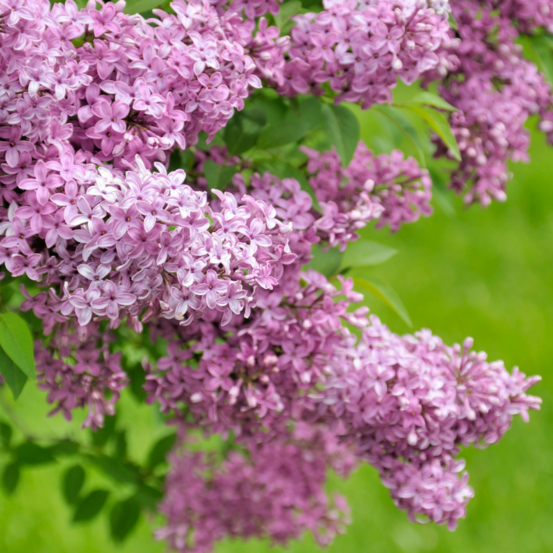 Lilas bloomerang pink perfume - syringa bloomerang pink perfume 40/60 cm pot 3l