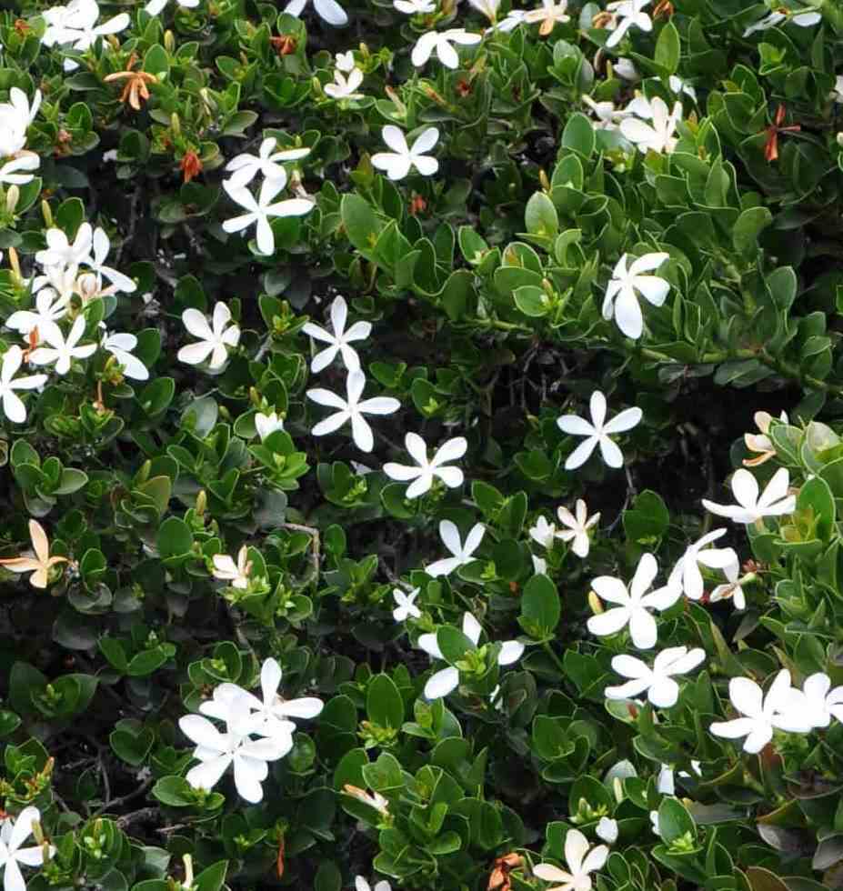 Carissa grandiflora   blanc - taille pot de 4 litres - 50/70 cm