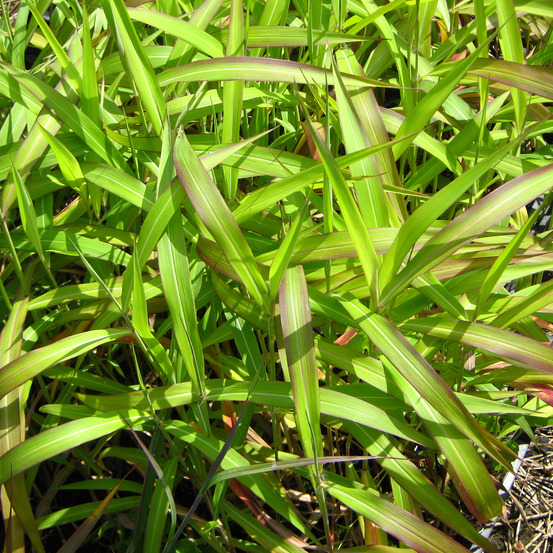 Spodiopogon sibiricus 'west lake' pot de 1l/1,5l