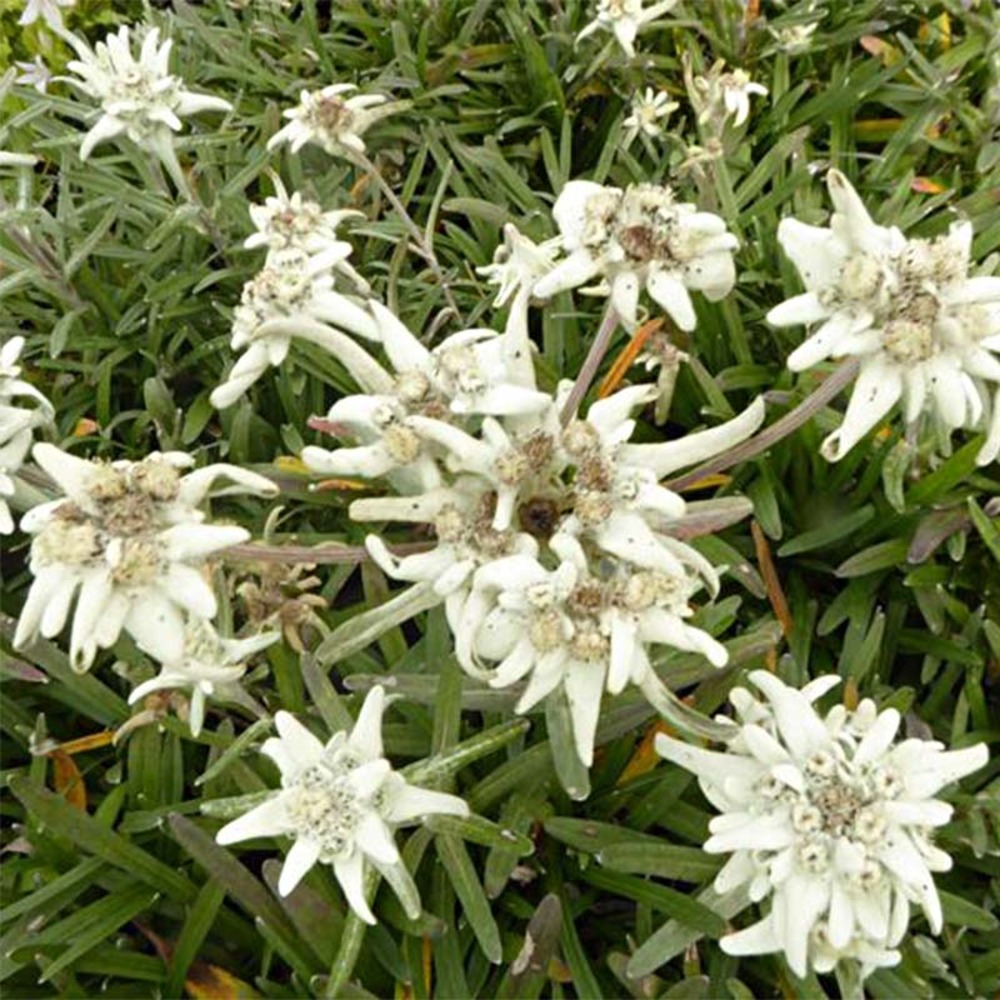 Edelweiss des alpes 'mont blanc' godet de 8/9 cm