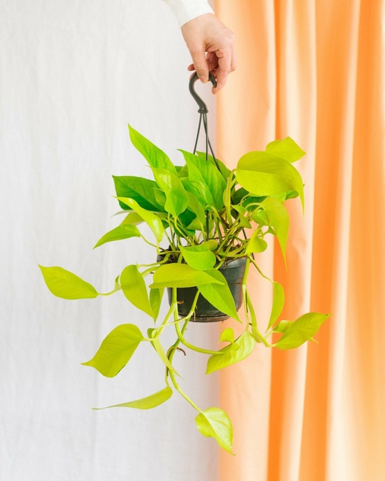 Pothos neon gold 25cm - plante d'intérieur
