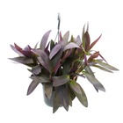 Plante d'intérieur à accrocher - tradescantia pallida purple heart - feuille rouge - fleur à trois mâts - feu de signalisation 17cm
