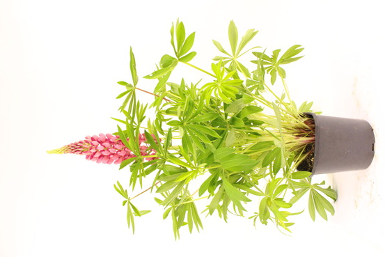 Lupin pot 2 l