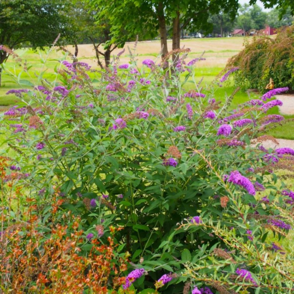 ARBRE PAPILLONS NP GF H20A40-(766393)