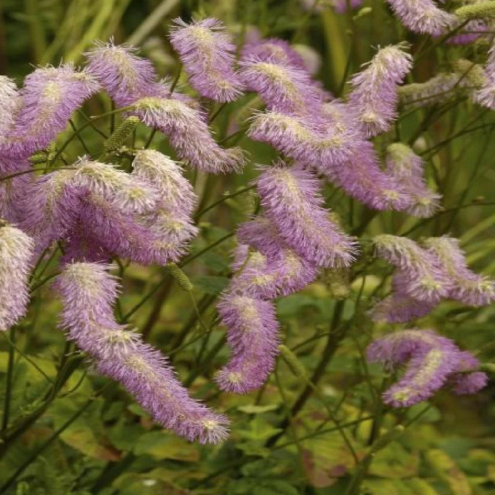 Sanguisorba - pimprenelle pink elephant godet - 5/20 cm