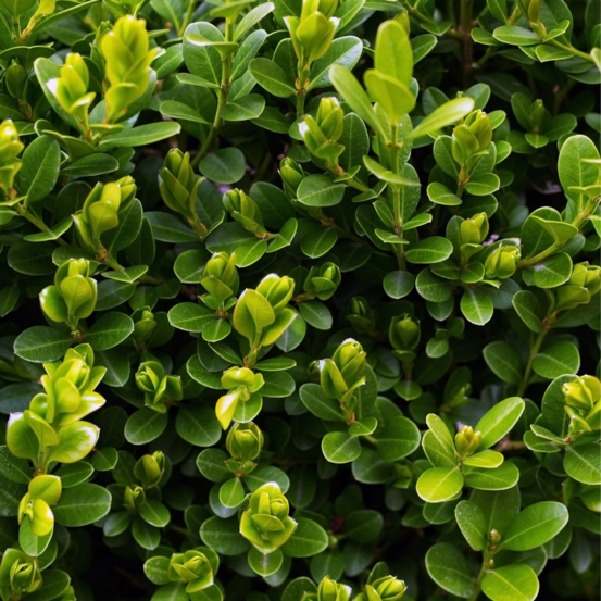 Houx maximowicziana kanehirae - ilex maximowicziana kanehirae 40cm