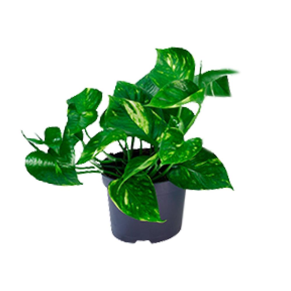 Epipremnum aureum - ø12cm - ↕20cm - plantes d'intérieur