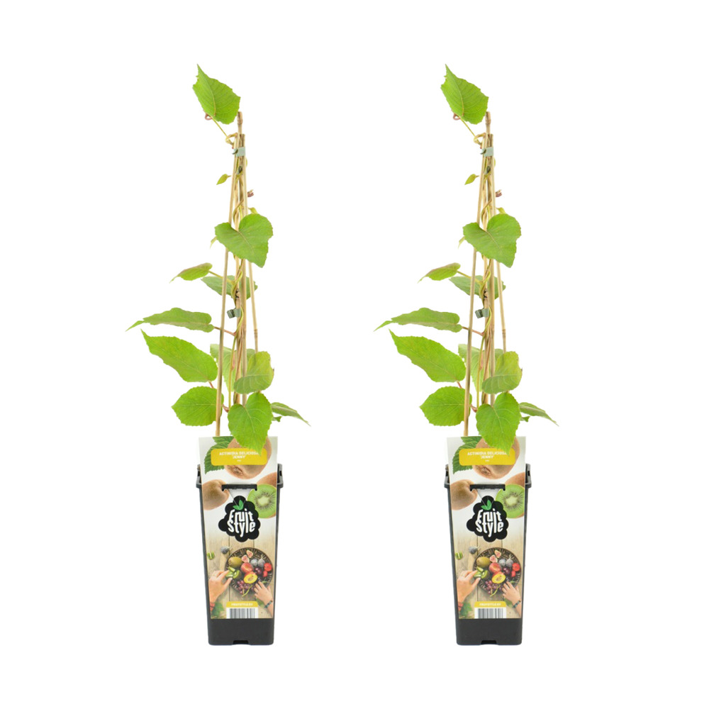 2x actinidia deliciosa 'jenny' - plante kiwi - plantes fruitières - ⌀14 cm - hauteur 60-70cm