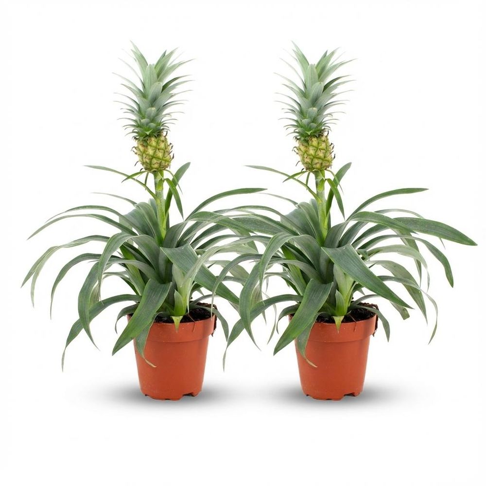 Ananas mi amigo - lot de 2 - ø12cm - ↕40cm - plante d’intérieur