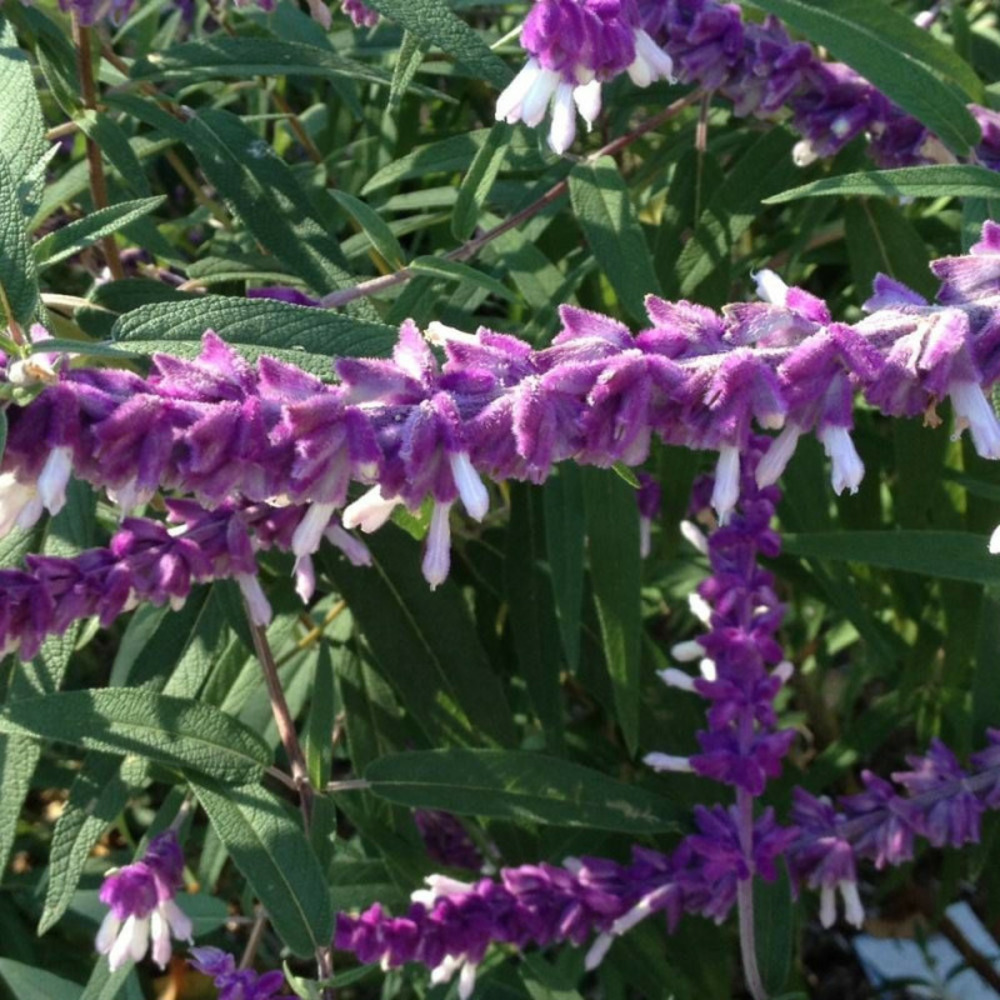 Sauge du mexique santa barbara pot de 3l - 20/40 cm