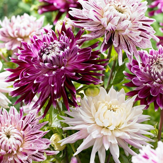 3 dahlias avignon et vancouver en mélange - le sachet de 3 bulbes / calibre i, vendu par lot de 2