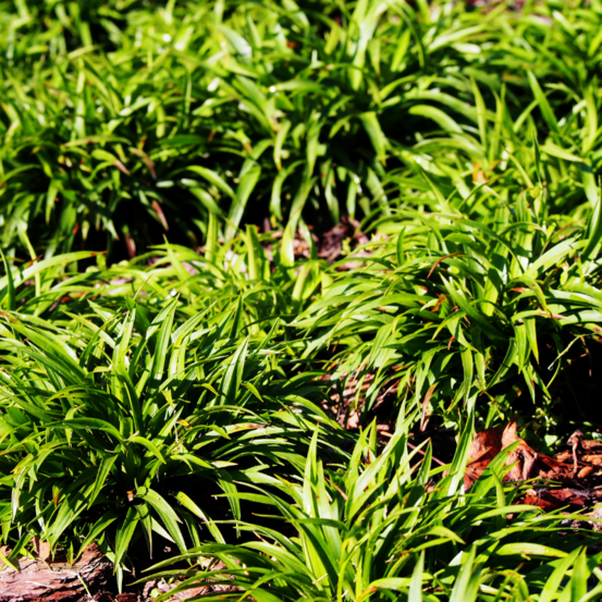 Luzule poilue igel - luzula pilosa igel 20/25cm pot 3l